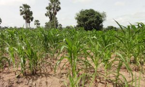 Khu vực tiểu v&ugrave;ng Sahara, ch&acirc;u Phi sẽ kh&ocirc;ng c&oacute; đủ lương thực v&agrave;o năm 2050
