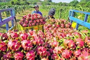 Chủ nghĩa bảo hộ gia tăng: Cơ hội v&agrave; th&aacute;ch thức của n&ocirc;ng sản Việt