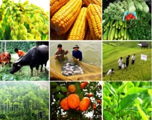 T&aacute;i cơ cấu ng&agrave;nh trồng trọt, chăn nu&ocirc;i theo hướng hiện đại