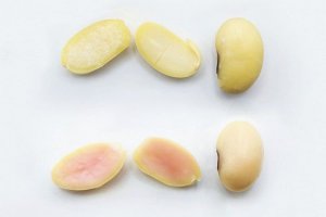 Đậu nành biến đổi gen có thể thay thế thịt lợn