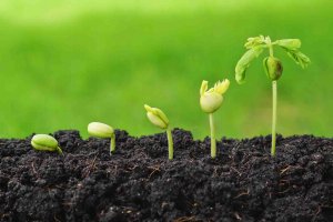 Kh&ocirc;i phục v&agrave; ph&aacute;t triển nền n&ocirc;ng nghiệp hữu cơ ở nước ta hiện nay