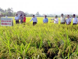 Ph&aacute;t triển sản xuất giống phục vụ cơ cấu lại ng&agrave;nh n&ocirc;ng nghiệp 