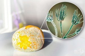 Khoa học về nấm mốc tr&ecirc;n thực phẩm