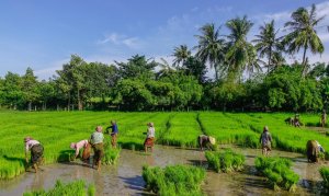Hợp t&aacute;c x&atilde; trong thời kỳ mới: Giải ph&aacute;p để tr&aacute;nh khi&ecirc;n cưỡng