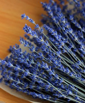 Thuốc trừ s&acirc;u sinh học từ c&acirc;y oải hương