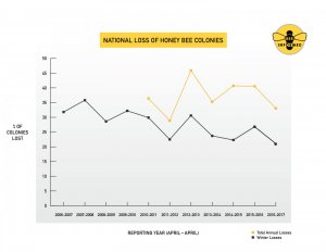 Người nu&ocirc;i ong ở Mỹ mất 33% số ong trong giai đoạn 2016-2017