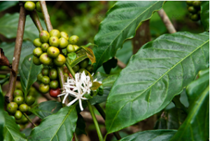 Những thay đổi DNA giữa c&aacute;c genome v&agrave; sự c&acirc;m gen đ&atilde; tạo n&ecirc;n bộ genome c&agrave; ph&ecirc; arabica mang t&iacute;nh chất dị đa bội thể nguy&ecirc;n sơ