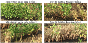 T&aacute;c động của ngập &uacute;ng ở giai đoạn sinh trưởng sớm đến năng suất v&agrave; th&agrave;nh phần hạt đậu n&agrave;nh