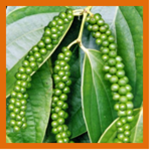 Số liệu xuất khẩu Hồ tiêu tháng 4 năm 2019