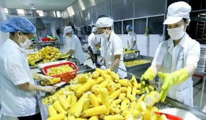 Khối lượng ng&ocirc; nhập khẩu 8 th&aacute;ng năm 2021 giảm nhưng kim ngạch v&agrave; gi&aacute; tăng cao