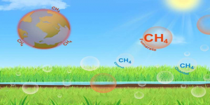 Giống lúa năng suất cao thải ra ít hơn tới 70% khí mê-tan