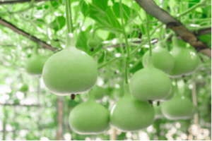 Vượt đại dương v&agrave; thi&ecirc;n ni&ecirc;n kỷ: giải m&atilde; nguồn gốc v&agrave; lịch sử của c&acirc;y bầu
