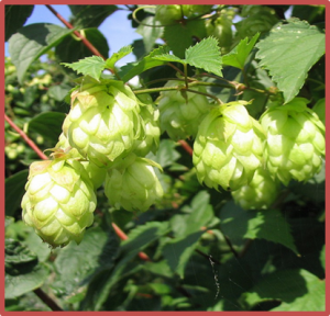 PROTEIN &ldquo;Noncatalytic chalcone isomerase-fold&rdquo; trong c&acirc;y hoa bia Humulus lupulus l&agrave; th&agrave;nh phần hỗ trợ đặc biệt cho sinh tổng hợp &ldquo;prenylated flavonoid&rdquo;  