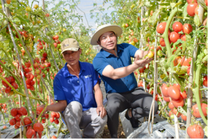 Giống c&agrave; chua NT8