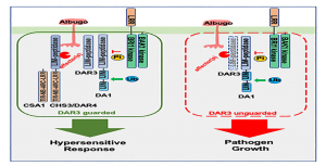 Ph&aacute;t hiện gen yếu điểm trong tương t&aacute;c giữa c&acirc;y trồng v&agrave; mầm bệnh