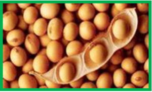 Ph&acirc;n t&iacute;ch GWAS h&agrave;m lượng protein v&agrave; h&agrave;m lượng dầu trong hạt đậu n&agrave;nh