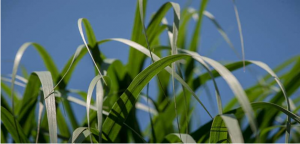 Giống cỏ switchgrass cung cấp c&aacute;i nh&igrave;n s&acirc;u sắc về sự tiến h&oacute;a thực vật