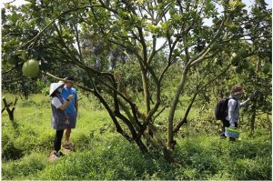 Ph&aacute;t hiện ba lo&agrave;i nhện bắt c&ocirc;n tr&ugrave;ng g&acirc;y hại tr&ecirc;n c&acirc;y c&oacute; m&uacute;i 