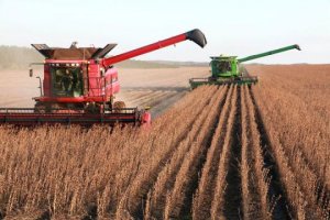 Trung Quốc đẩy mạnh cấp phép và thương mại hoá các giống cây biến đổi gen (GMO)