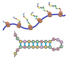 Giải m&atilde; MRNA tập hợp c&aacute;c tế b&agrave;o thực vật để chống lại sự l&acirc;y nhiễm bệnh