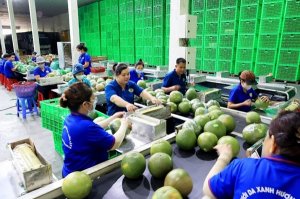 Xuất khẩu mặt h&agrave;ng rau quả: Nhiều t&iacute;n hiệu khả quan trong qu&yacute; 2