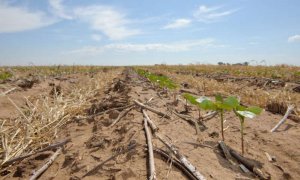 Mô hình mới cho thấy luân canh giúp cây trồng chống lại sâu bệnh