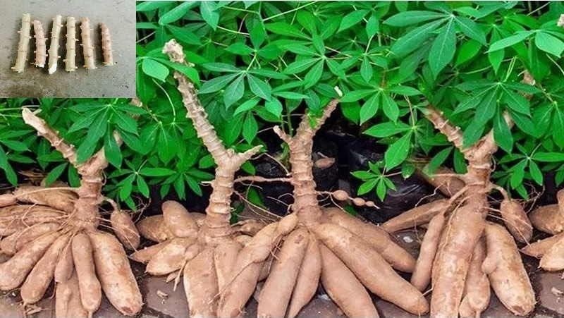Ảnh hưởng của mạng lưới lưu thông hom giống đến sự lây lan và đa dạng của vi khuẩn Xanthomonas phaseoli pv. manihotis gây bệnh cho cây sắn ở vùng Caribe Colombia