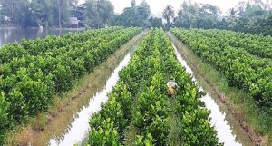 Ph&aacute;t triển th&ecirc;m 450.000ha tr&aacute;i c&acirc;y v&agrave; thủy sản ở ĐBSCL đến năm 2030