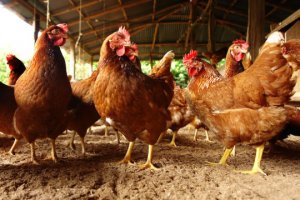 Tình trạng kháng thu&ocirc;́c ch&ocirc;́ng vi trùng ở v&acirc;̣t nu&ocirc;i đang tăng mạnh