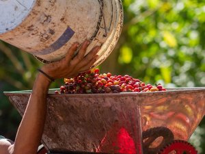 B&atilde; c&agrave; ph&ecirc; c&oacute; thể giữ ch&igrave;a kh&oacute;a t&aacute;i sinh rừng?
