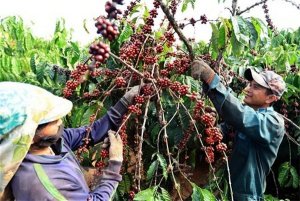 C&agrave; ph&ecirc; nhường bước hồ ti&ecirc;u