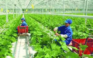 Th&uacute;c đẩy doanh nghiệp đầu tư v&agrave;o n&ocirc;ng nghiệp