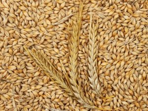 FAO dự báo sản lượng ngũ cốc vẫn đạt mức cao nhất mọi thời đại