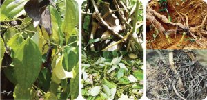 Khả năng kh&aacute;ng nấm Phytophthora capsici v&agrave; tuyến tr&ugrave;ng Meloidogyne incognita của một số vật liệu l&agrave;m gốc gh&eacute;p cho c&acirc;y hồ ti&ecirc;u tại Việt Nam