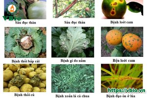 Chỉ tiêu đánh giá tình hình phát sinh và mức độ phát triển của bệnh hại thực vật