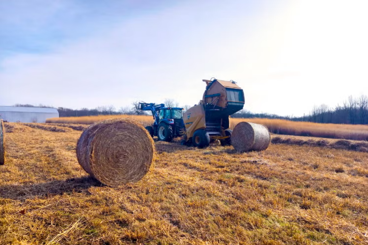 Bí quyết thu hoạch và bón phân giúp tăng lợi nhuận từ cây trồng năng lượng sinh học