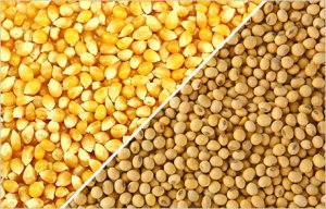 FAO n&acirc;ng dự b&aacute;o sản lượng, ti&ecirc;u thụ v&agrave; thương mại ngũ cốc thế giới năm 2019
