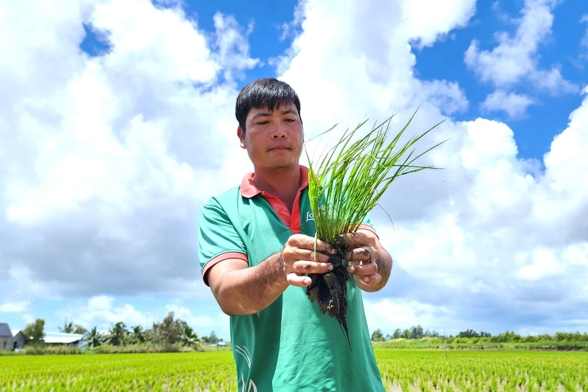 B&oacute;n ph&acirc;n đ&uacute;ng để cải thiện sức khỏe đất, tăng hiệu quả sản xuất l&uacute;a