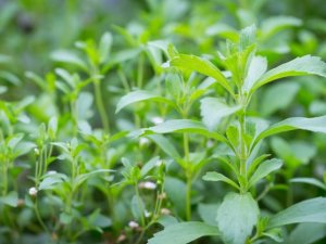 C&acirc;y cỏ ngọt c&oacute; thể trồng ở nhiệt độ lạnh hơn?
