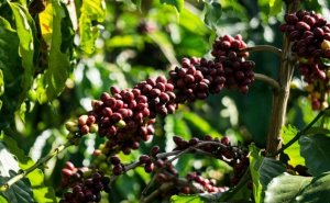 C&agrave; ph&ecirc; đẩy mạnh s&acirc;n nh&agrave; 