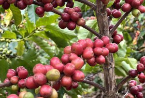 Gi&aacute; c&agrave; ph&ecirc; Robusta cao hơn Arabia - điều chưa từng thấy 