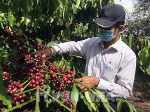 Gi&aacute; c&agrave; ph&ecirc; h&ocirc;m nay 5/7/2024: Gi&aacute; c&agrave; ph&ecirc; trong nước đảo chiều giảm nhẹ 400 -700 đồng/kg