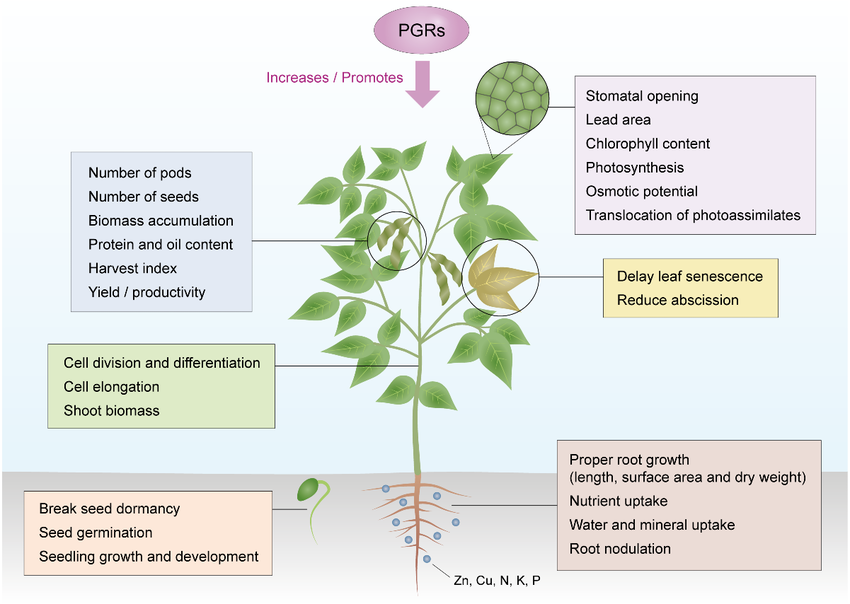 Các chất điều hòa sinh trưởng thực vật cải thiện năng suất đậu tương ở tây bắc Trung Quốc thông qua điều hòa dinh dưỡng và hormone.
