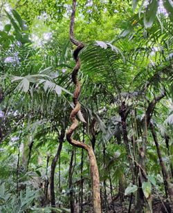 C&aacute;c nh&agrave; khoa học giải m&atilde; bản chất &ldquo;k&yacute; sinh&rdquo; của c&acirc;y d&acirc;y leo
