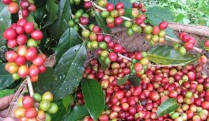 Nghiên cứu chọn tạo dòng cà phê vốn có khả năng kháng cao đối với loài trùng gây hại chính dùng làm gốc ghép cho các giống cà phê chè và cà phê vối thương mại