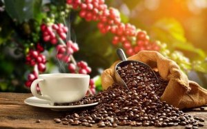 Sản lượng c&agrave; ph&ecirc; to&agrave;n cầu tăng nhờ đ&oacute;ng g&oacute;p của Việt Nam v&agrave; Indonesia