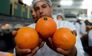 EU cấm sử dụng thuốc trừ s&acirc;u Chlorpyrifos ở cam chanh