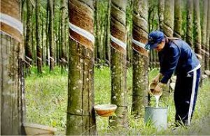Cầu cao su tăng nhanh hơn cung đang k&iacute;ch th&iacute;ch gi&aacute; tăng 