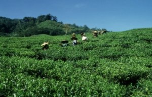 FAO: C&acirc;y ch&egrave; gi&uacute;p chuyển đổi hệ thống n&ocirc;ng nghiệp, x&oacute;a ngh&egrave;o 
