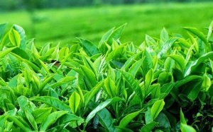Gi&aacute; ch&egrave; xuất khẩu sang Trung Quốc tăng rất mạnh